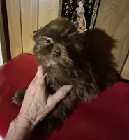 Chocolate girl, a female Shih Tzu for sale in Momence, IL – Photo 5 of 10