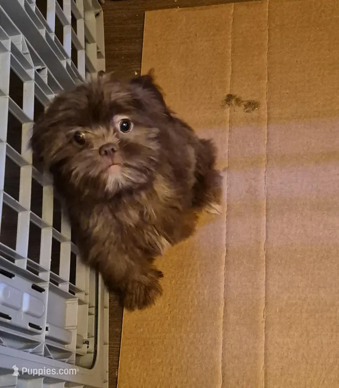 Chocolate girl – Shih Tzu, Yorkshire Terrier puppy for sale in Momence, IL