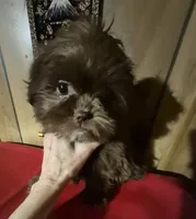 Chocolate girl, a female Shih Tzu for sale in Momence, IL – Photo 10 of 10