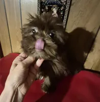 Chocolate girl, a female Shih Tzu for sale in Momence, IL – Photo 2 of 10