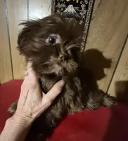 Chocolate girl, a female Shih Tzu for sale in Momence, IL – Photo 7 of 10