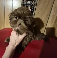 Chocolate girl, a female Shih Tzu for sale in Momence, IL – Photo 6 of 10