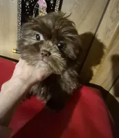 Chocolate girl, a female Shih Tzu for sale in Momence, IL – Photo 3 of 10