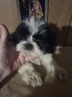 DJ boy, a male Shih Tzu for sale in Momence, IL – 7 of 10
