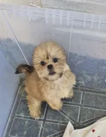 Ricky's boy 1, a male Pomeranian and Shih Tzu for sale in Momence, IL – 6 of 7