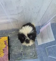 Ricky's boy 3, a male Pomeranian and Shih Tzu for sale in Momence, IL – 4 of 8