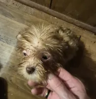 Charlie's boy 1, a male Shih Tzu and Yorkshire Terrier for sale in Momence, IL – 6 of 7