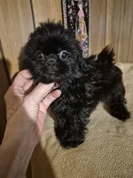 Girl 1, a female Shih Tzu for sale in Momence, IL – 6 of 9
