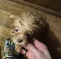 Charlie's boy 1, a male Shih Tzu and Yorkshire Terrier for sale in Momence, IL – 5 of 7