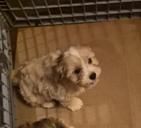 DJs girl 2, a female Cavalier King Charles Spaniel and Shih Tzu for sale in Momence, IL – Photo 6 of 6