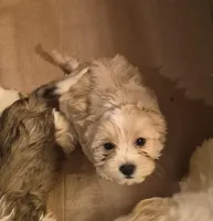 DJs girl 2, a female Cavalier King Charles Spaniel and Shih Tzu for sale in Momence, IL – Photo 3 of 6