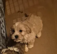 DJs girl 2, a female Cavalier King Charles Spaniel and Shih Tzu for sale in Momence, IL – Photo 4 of 6