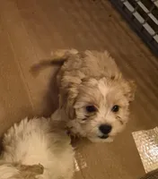 DJs girl 2, a female Cavalier King Charles Spaniel and Shih Tzu for sale in Momence, IL – Photo 1 of 6