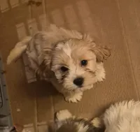 DJs girl 2, a female Cavalier King Charles Spaniel and Shih Tzu for sale in Momence, IL – Photo 5 of 6