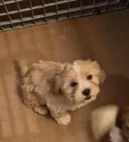 DJs girl 2, a female Cavalier King Charles Spaniel and Shih Tzu for sale in Momence, IL – Photo 2 of 6