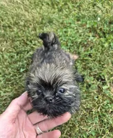 Girl 2, a female Shih Tzu for sale in Momence, IL – 3 of 6