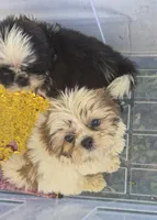 Ricky's boy 2, a male Shih Tzu for sale in Momence, IL – 5 of 7