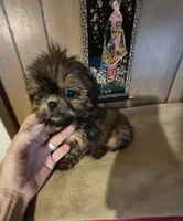 Lacys boy, a male Shih Tzu for sale in Momence, IL – 5 of 10