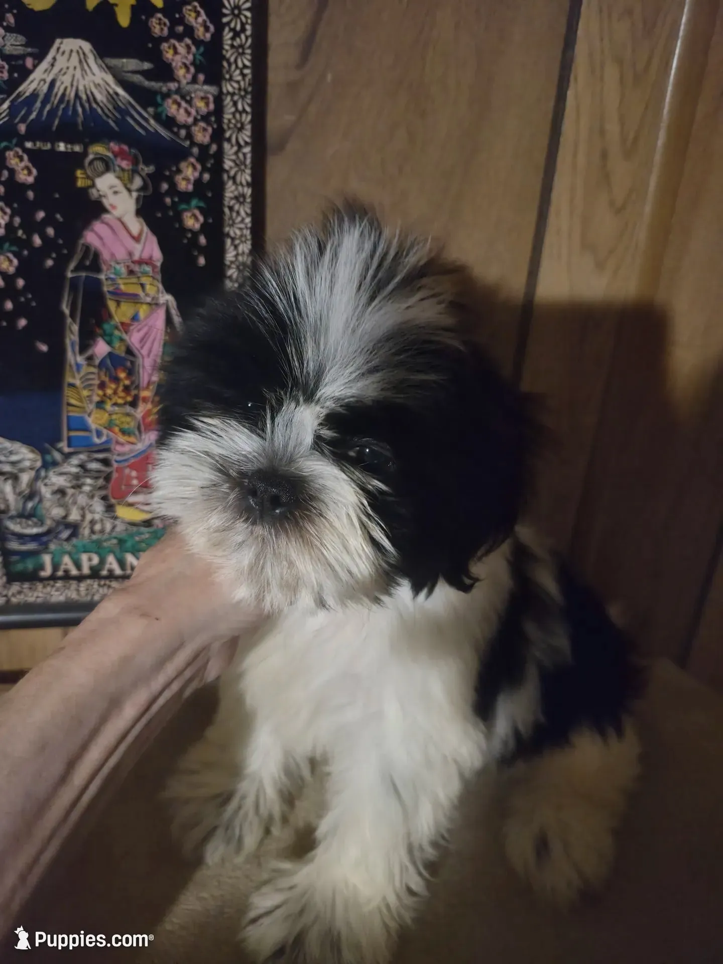 DJ boy, a male Shih Tzu for sale in Momence, IL – 8 of 10