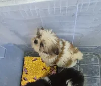 Ricky's boy 2, a male Shih Tzu for sale in Momence, IL – 3 of 7