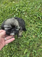 Girl 4, a female Shih Tzu for sale in Momence, IL – 4 of 5