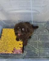 Ricky's boy 4, a male Pomeranian and Shih Tzu for sale in Momence, IL – 2 of 5