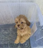 Ricky's boy 1, a male Pomeranian and Shih Tzu for sale in Momence, IL – 5 of 7
