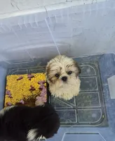 Ricky's boy 2, a male Shih Tzu for sale in Momence, IL – 4 of 7