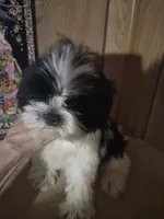 DJ boy, a male Shih Tzu for sale in Momence, IL – 4 of 10