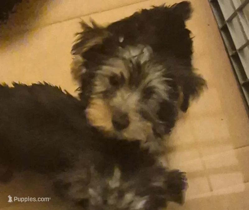Charlie's boy 2 – Yorkshire Terrier puppy for sale in Momence, IL