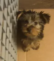 Charlie's boy 2, a male Yorkshire Terrier for sale in Momence, IL – Photo 2 of 5