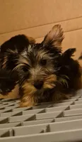 Charlie's boy 2, a male Yorkshire Terrier for sale in Momence, IL – Photo 4 of 5