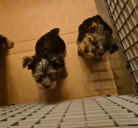 Charlie's boy 2, a male Yorkshire Terrier for sale in Momence, IL – Photo 5 of 5