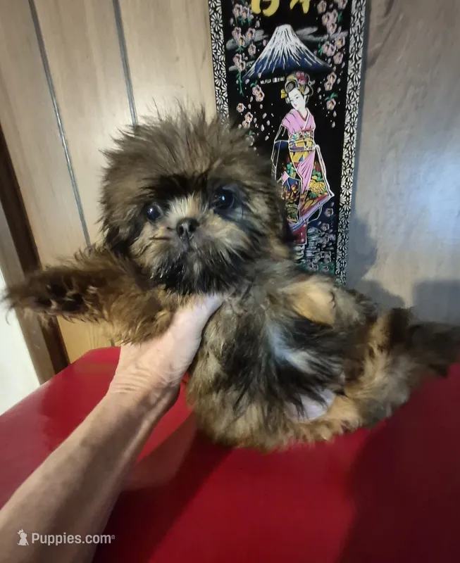 DJ – Shih Tzu puppy for sale in Momence, IL