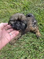 Girl 3, a female Shih Tzu for sale in Momence, IL – 5 of 5