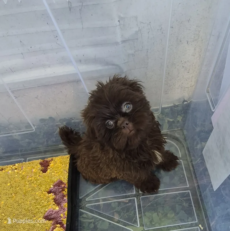 Ricky's boy 4 – Pomeranian, Shih Tzu puppy for sale in Momence, IL