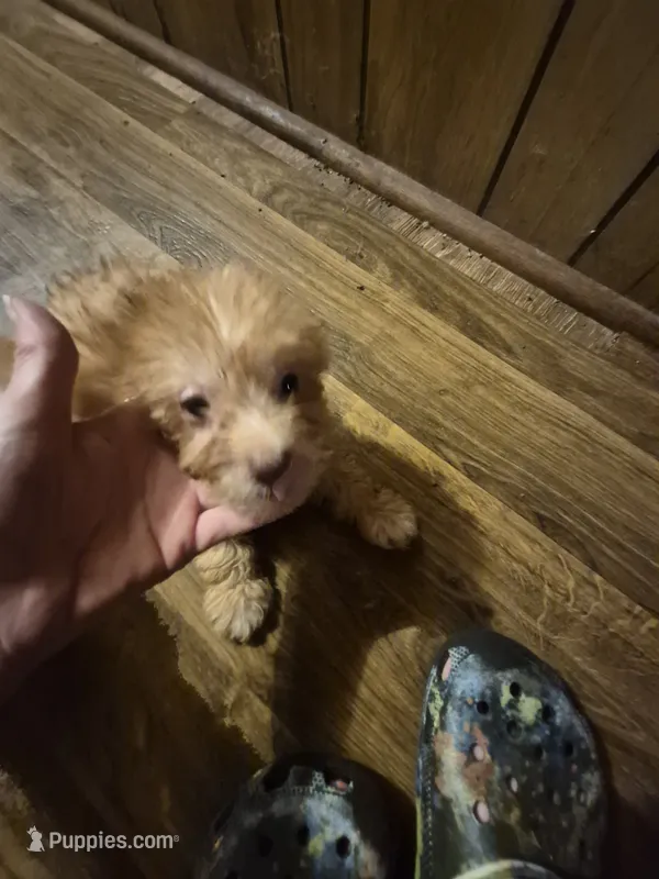 Charlie's boy 1 – Shih Tzu, Yorkshire Terrier puppy for sale in Momence, IL