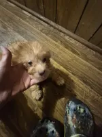 Charlie's boy 1, a male Shih Tzu and Yorkshire Terrier for sale in Momence, IL – 3 of 7