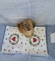 Ricky's boy 1, a male Shih Tzu for sale in Momence, IL – 7 of 7