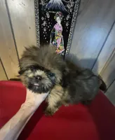DJ, a male Shih Tzu for sale in Momence, IL – 7 of 10
