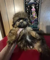 DJ, a male Shih Tzu for sale in Momence, IL – 9 of 10