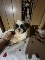 DJ girl, a female Shih Tzu for sale in Momence, IL – 7 of 10