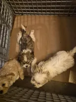 DJs boy, a male Cavalier King Charles Spaniel and Shih Tzu for sale in Momence, IL – Photo 8 of 8