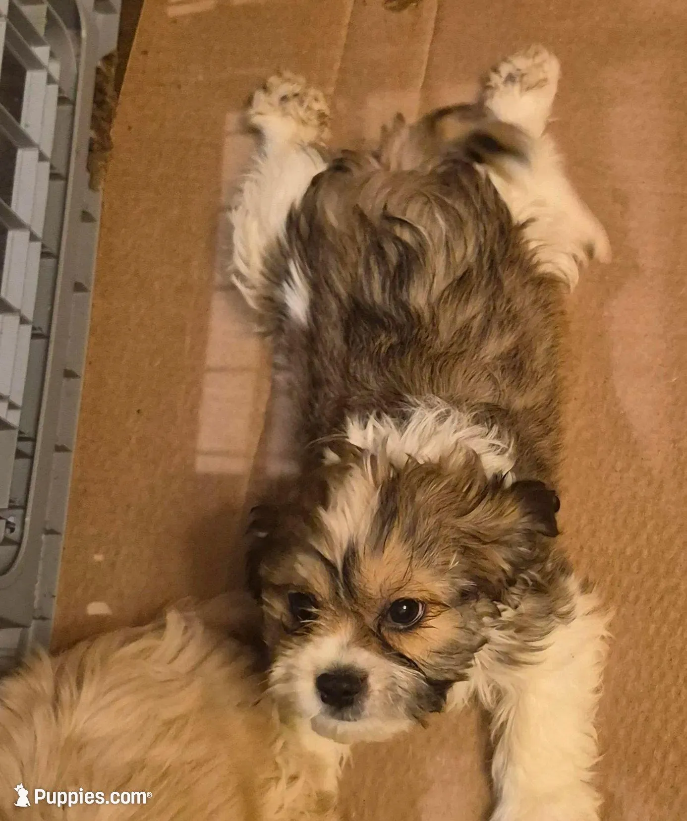 DJs boy, a male Cavalier King Charles Spaniel and Shih Tzu for sale in Momence, IL – Photo 2 of 8