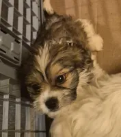 DJs boy, a male Cavalier King Charles Spaniel and Shih Tzu for sale in Momence, IL – Photo 4 of 8