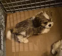 DJs boy, a male Cavalier King Charles Spaniel and Shih Tzu for sale in Momence, IL – Photo 7 of 8