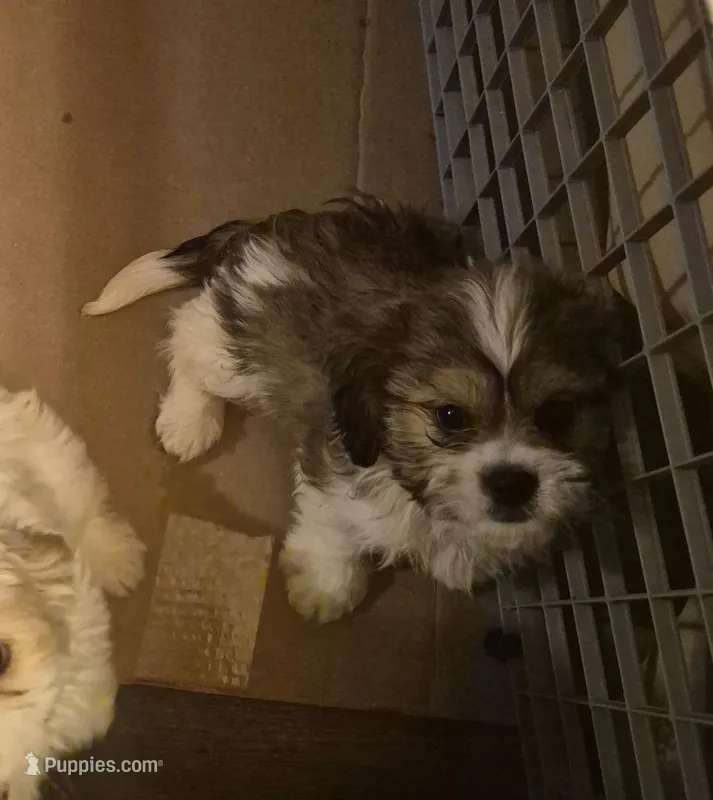 DJs boy – Cavalier King Charles Spaniel, Shih Tzu puppy for sale in Momence, IL