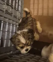 DJs boy, a male Cavalier King Charles Spaniel and Shih Tzu for sale in Momence, IL – Photo 6 of 8