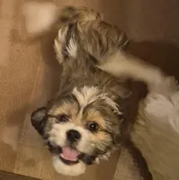 DJs boy, a male Cavalier King Charles Spaniel and Shih Tzu for sale in Momence, IL – Photo 5 of 8