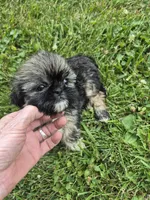 Girl 4, a female Shih Tzu for sale in Momence, IL – 3 of 5